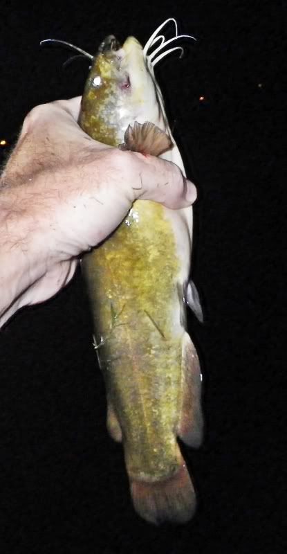 DM_GP_13inYellowBullhead_7-10-2012b.jpg