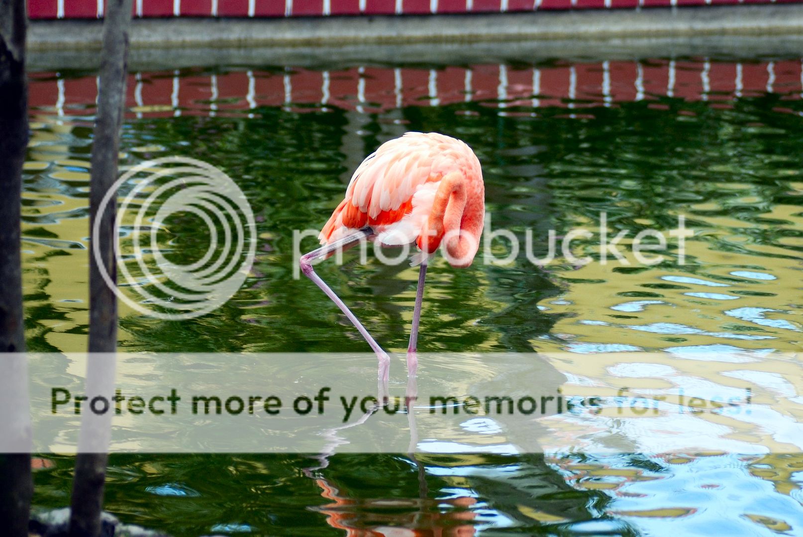 Flamingo_0999