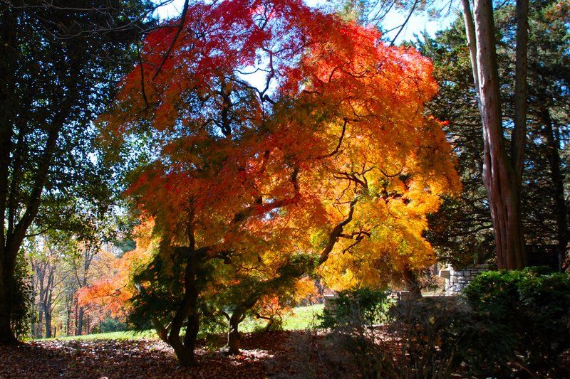 TheTree_0118