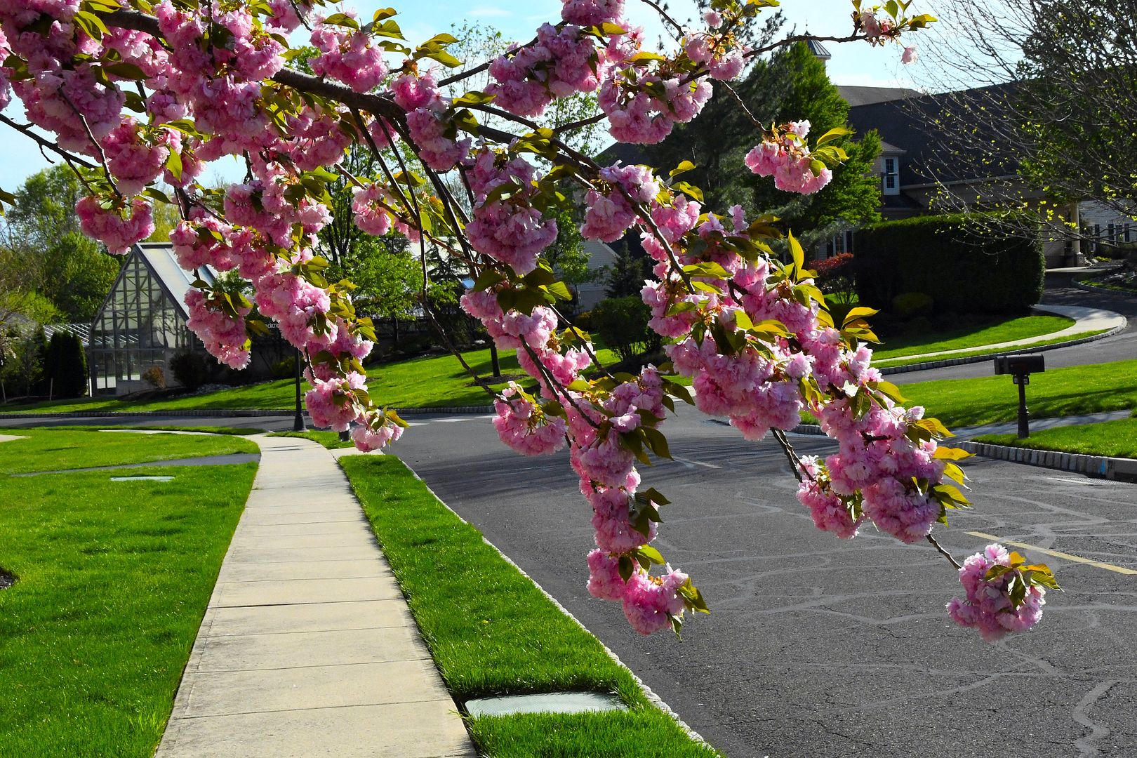 A branch_4118