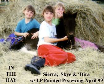 In the hay with LP Painted Pixiewing