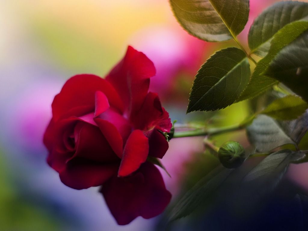 2228404-1024x768-DesktopNexus.com_zpswaxo8qra