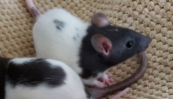 Huey, Dewey, Louie, Chewie, & Stewie – Mainely Rat Rescue