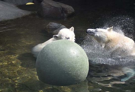 37342702_10216714738886686_8865717465733136384_n