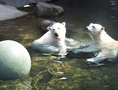 37384717_10216714740766733_8441291477602009088_n