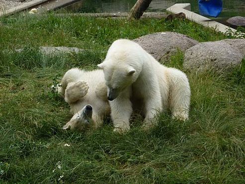 36648248_2126150390996236_2109754799846064128_n