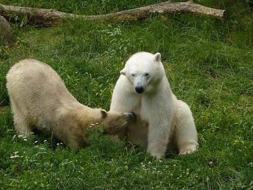 36684095_2126150414329567_5325300499719651328_n