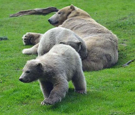 12985619_1273744435988336_1242924101227384504_n