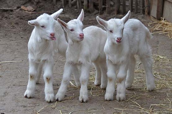 55468436_2533523906677043_28556365672742912_o