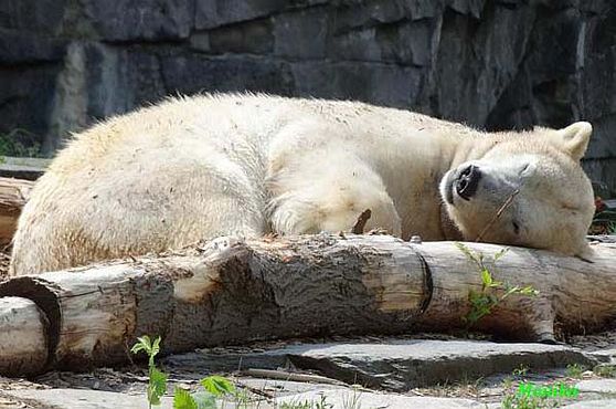 D_BerlinWolodja im Mulch