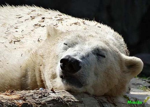 D_BerlinWolodja im Mulch2