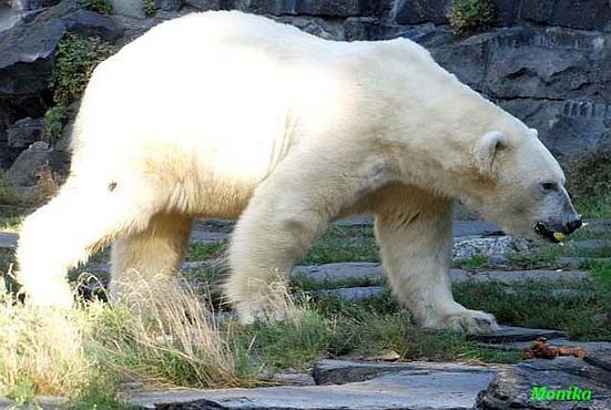 D_Berlinwolodja beim Obst sammeln
