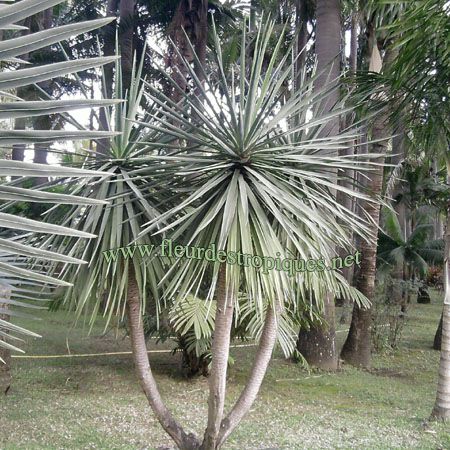 Dracaena draco / Dragonnier des Canaries