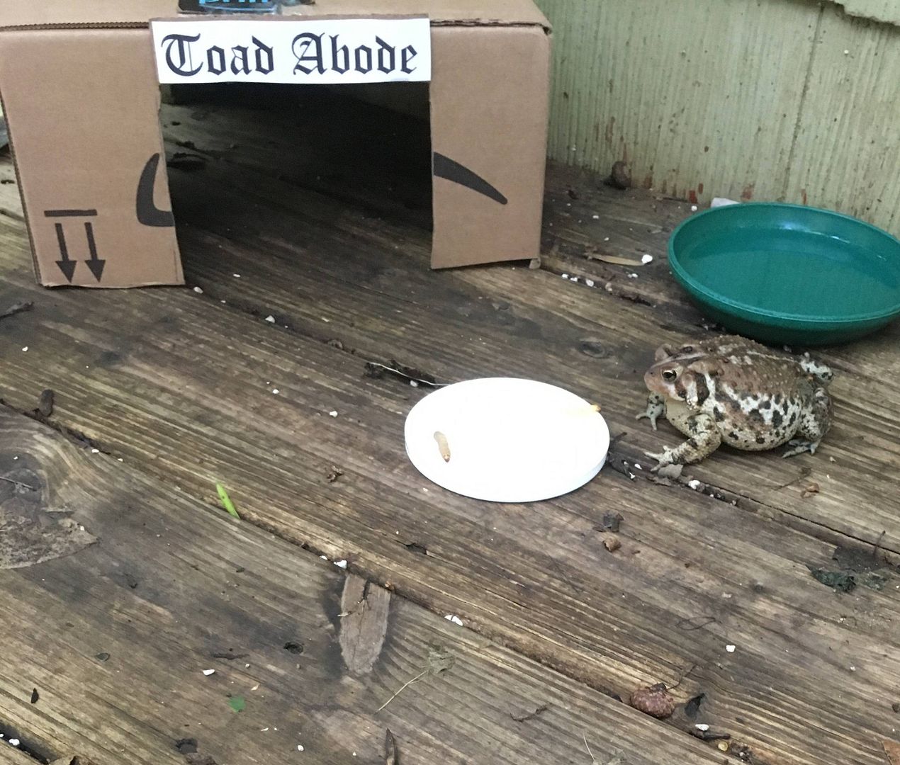 ToadAbode