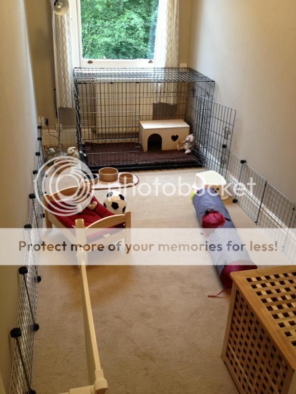 Do you keep your rabbit caged? r/Rabbits