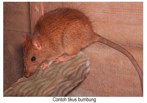 kawalan tikus bumbung