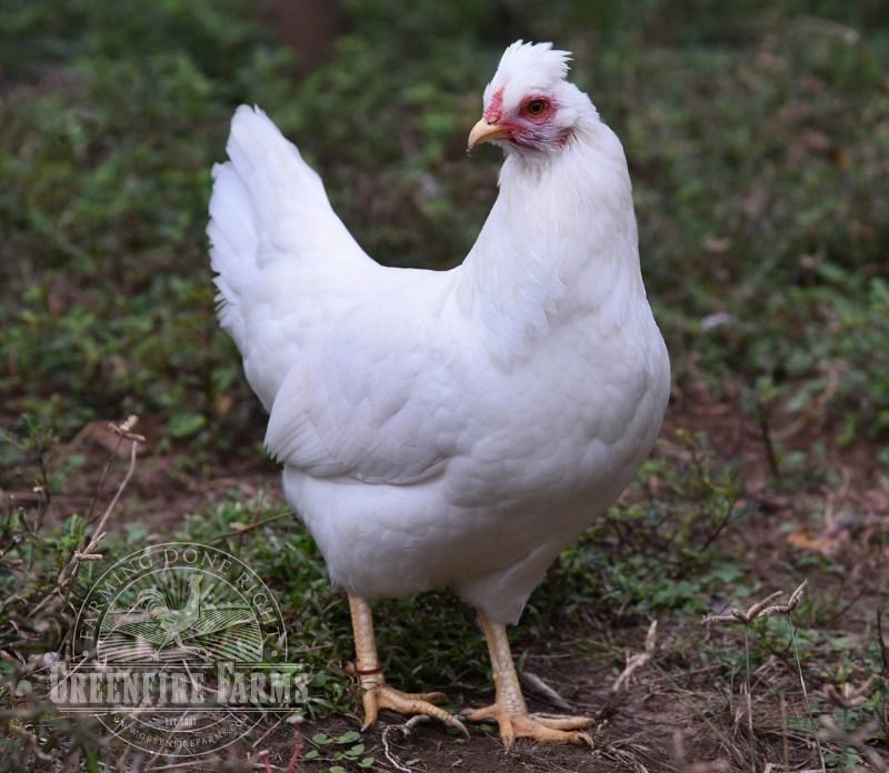 15 Greenfire Farms Schijndelaar Day-Old Chicks: New and Ultra-Rare ...