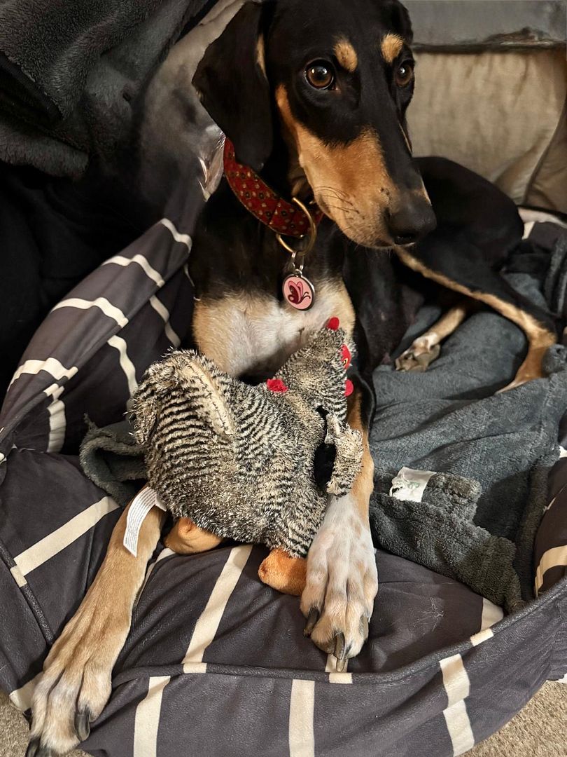 Meg, a 2 years old female Lurcher available for adoption from Ravenswood Pet Rescue in Wisbech, Cambridgeshire