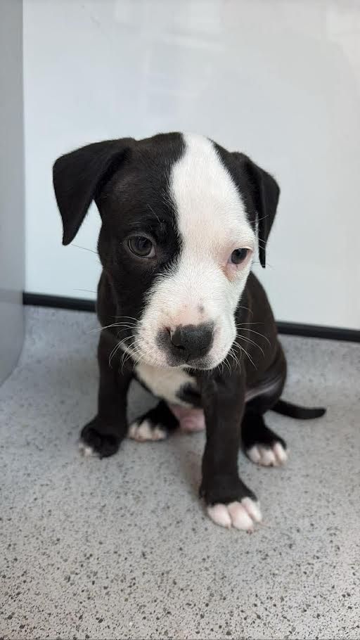 Bluey, a 2 months old male Staffordshire Bull Terrier x Crossbreed available for adoption from Ravenswood Pet Rescue in Wisbech, Cambridgeshire