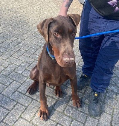 Winston, a 4 years old male Dobermann available for adoption from Ravenswood Pet Rescue in Cambridgeshire