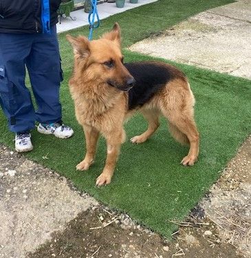 Jacob, a 3 years old male Unknown available for adoption from Ravenswood Pet Rescue in Cambridgeshire
