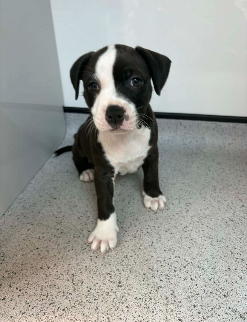 Princess, a 2 months old female Staffordshire Bull Terrier x Crossbreed available for adoption from Ravenswood Pet Rescue in Wisbech, Cambridgeshire