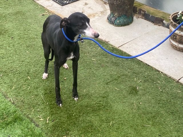 Darcy, a 3 years old female Whippet available for adoption from Ravenswood Pet Rescue in Wisbech, Cambridgeshire