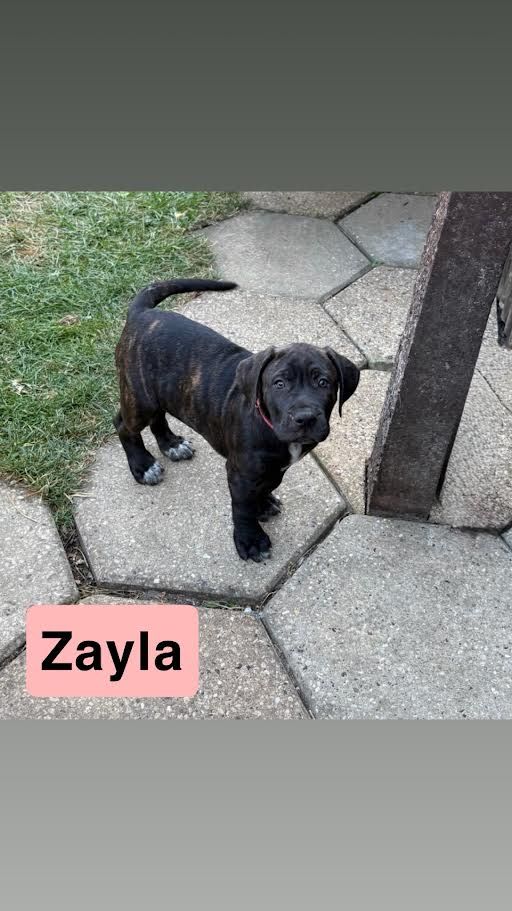 Zayla, a 2 months old female Presa Canario available for adoption from Ravenswood Pet Rescue in Cambridgeshire