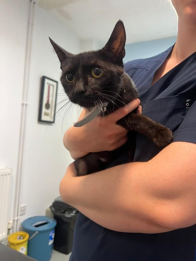 Ravenswood Pet Rescue - Kerry