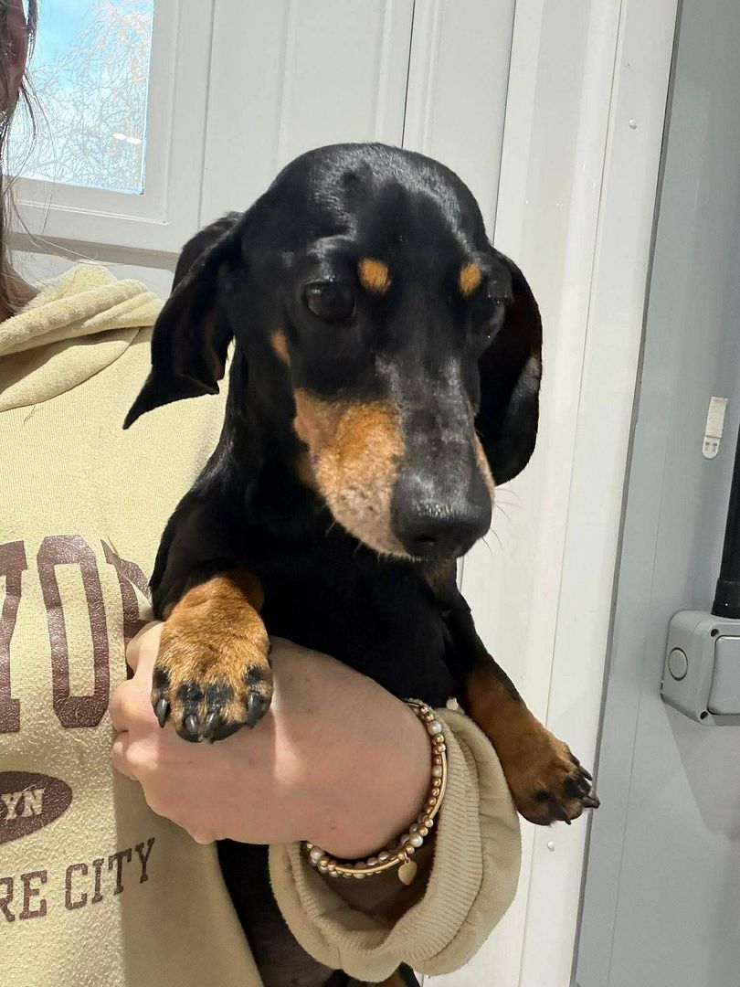 Basil, a 5 years old male Unknown available for adoption from Ravenswood Pet Rescue in Cambridgeshire