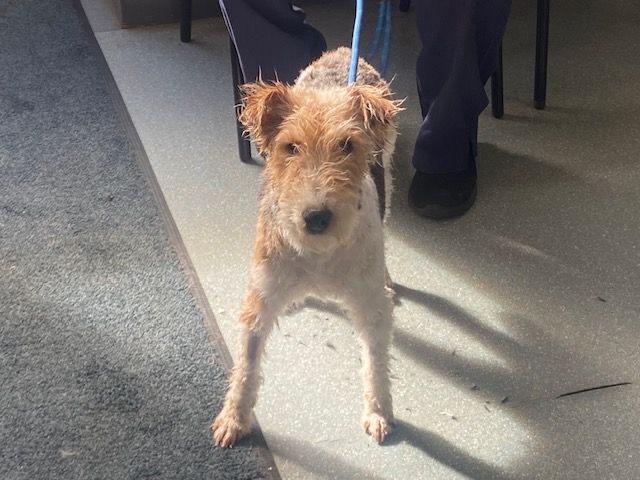 Belle, a 6 years old female Fox Terrier available for adoption from Ravenswood Pet Rescue in Wisbech, Cambridgeshire