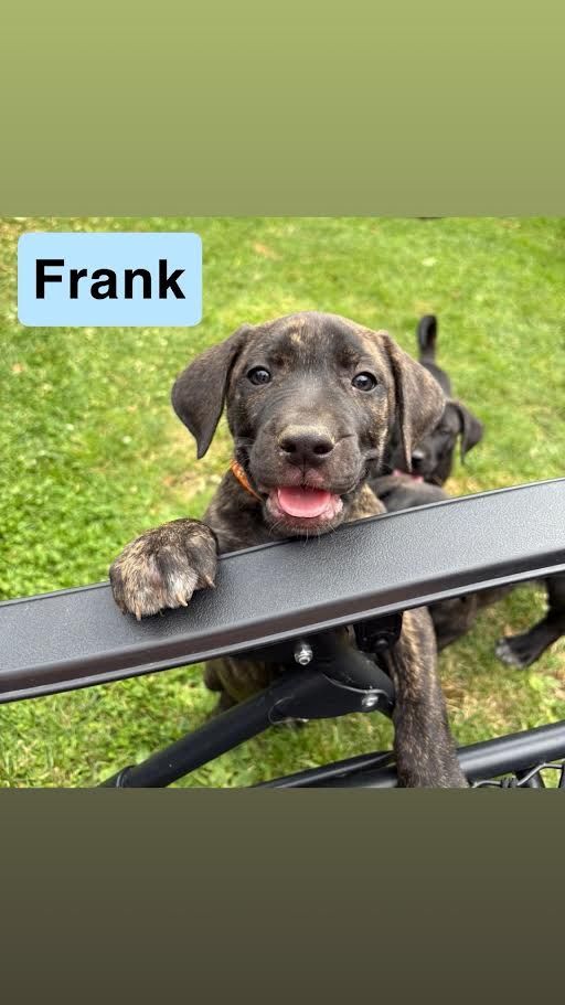 Frank, a 2 months old male Presa Canario available for adoption from Ravenswood Pet Rescue in Cambridgeshire