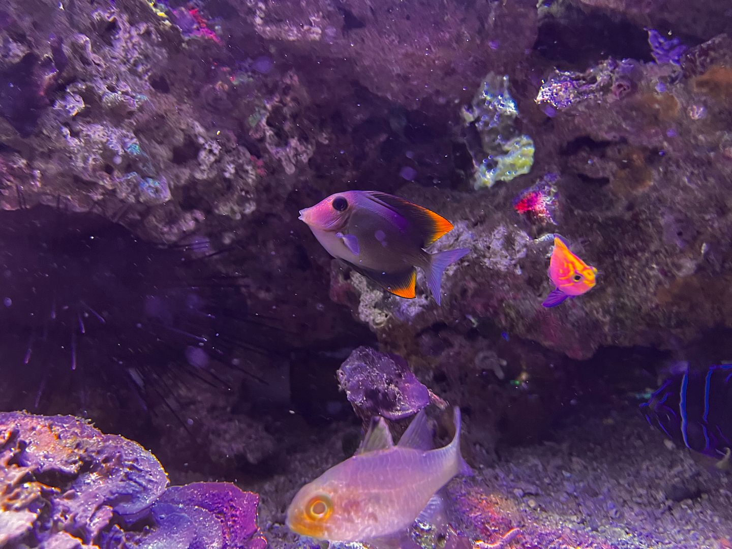 Noru Fish Tang will not eat nori. | Reef2Reef
