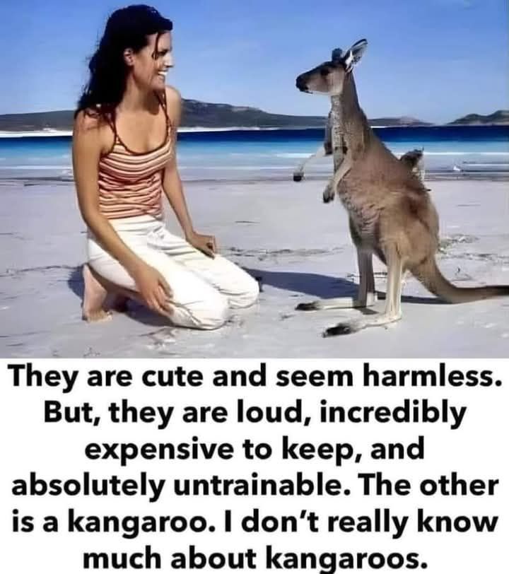 Kangaroo