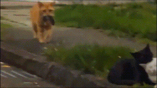 猫的江湖