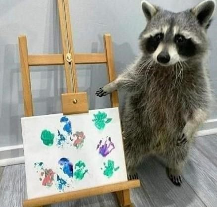 raccoon 4