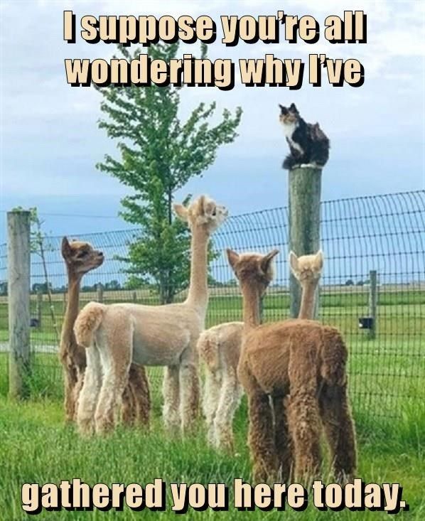 alpaca-isuppose-voure-all-wondering-why-ive-gathered-here-today