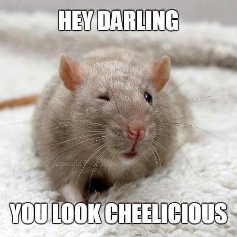 hey-darling-amanda-ye-look-cheelicious