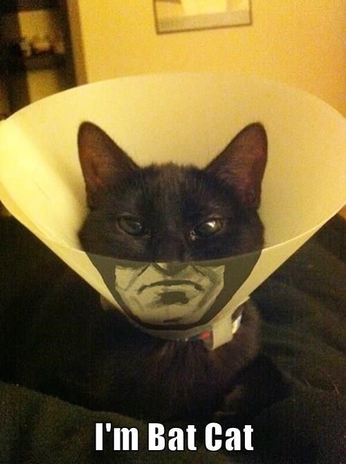 im-bat-cat