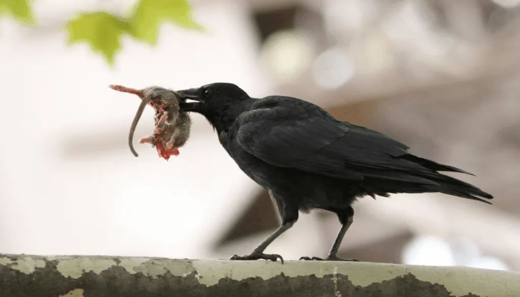 crow 2