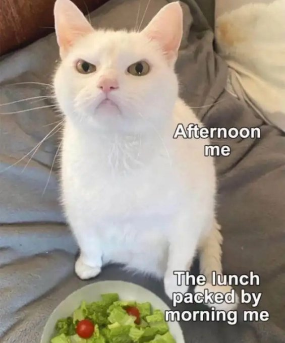 afternoon-lunch-packed-by-morning