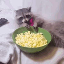 racoon-racoon-relax
