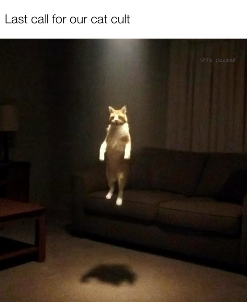 last-call-our-cat-cult
