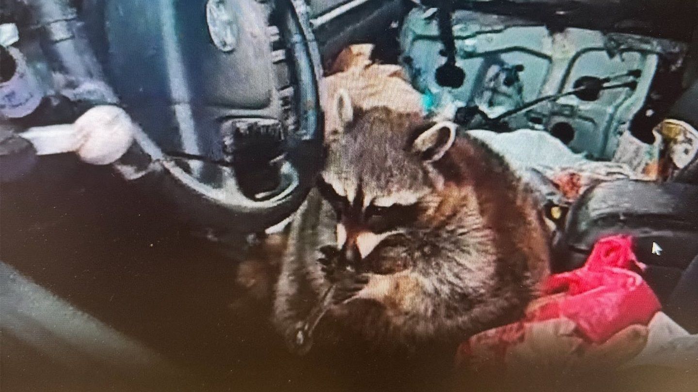 coon with meth pipe