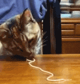 classic-noodle-eating-cat
