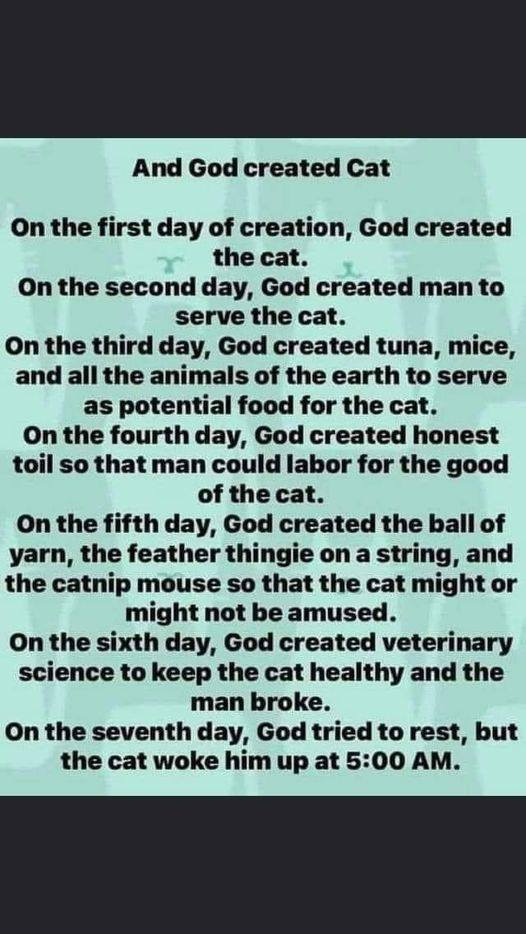 cat creation