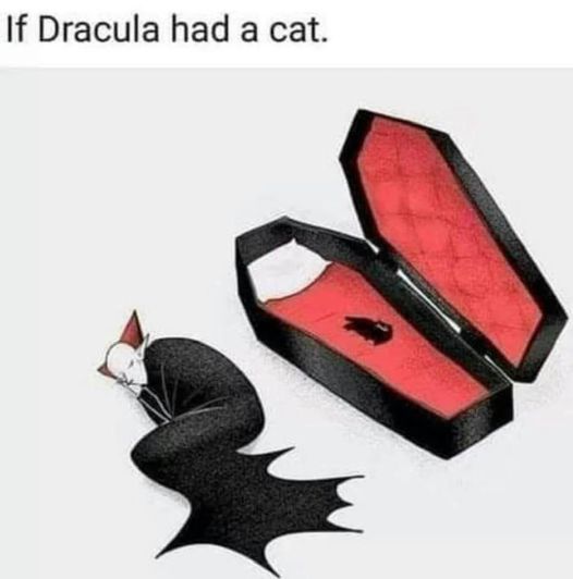 Dracula cat