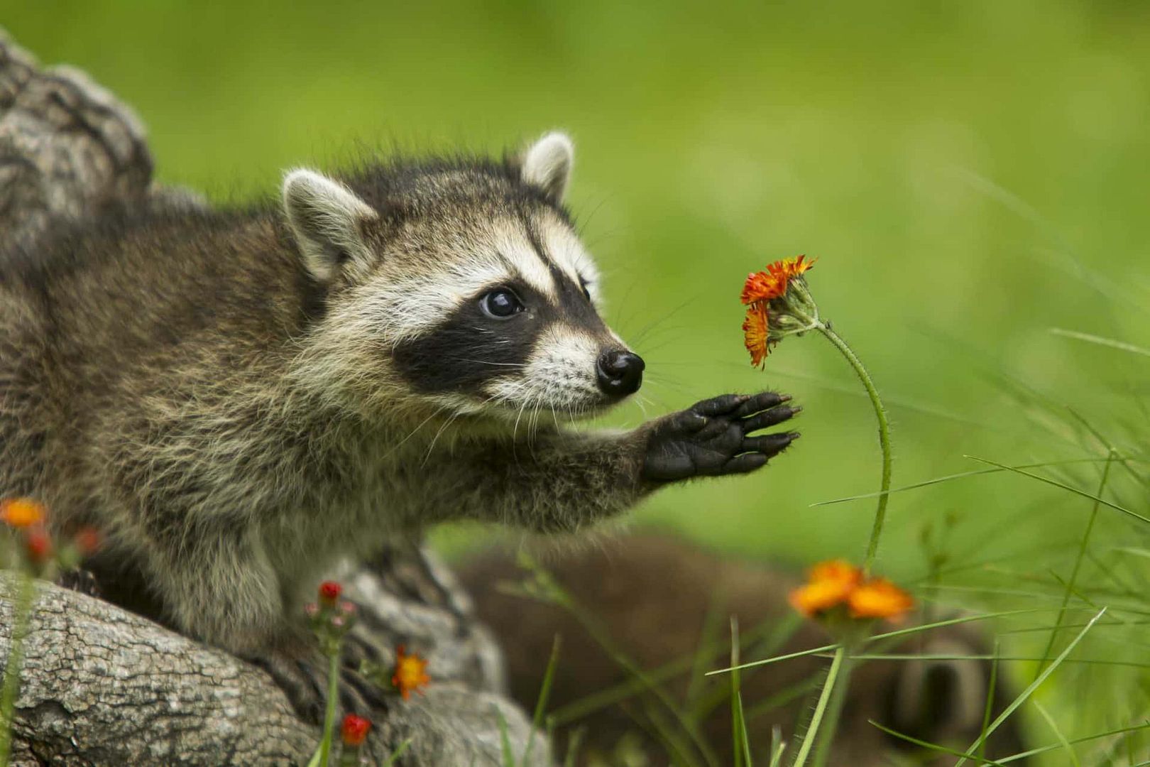 racoon 4