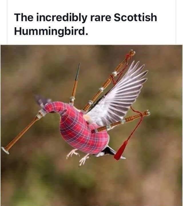 bird-incredibly-rare-scottish-hummingbird