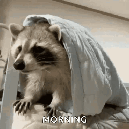 racoon morning